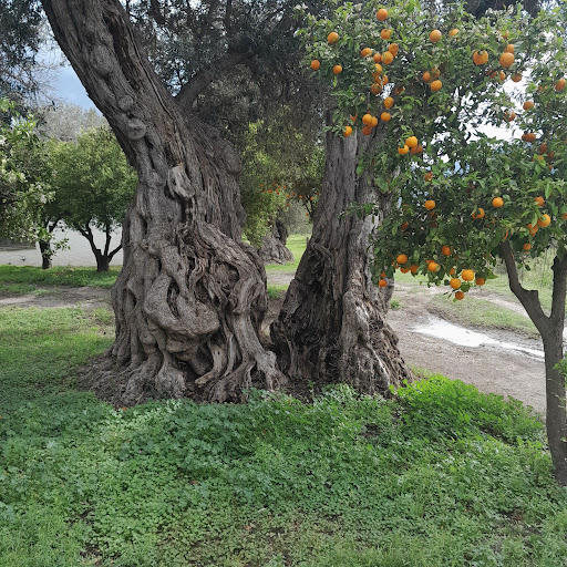 Olivos centenarios