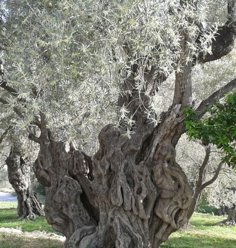 Olivos centenarios