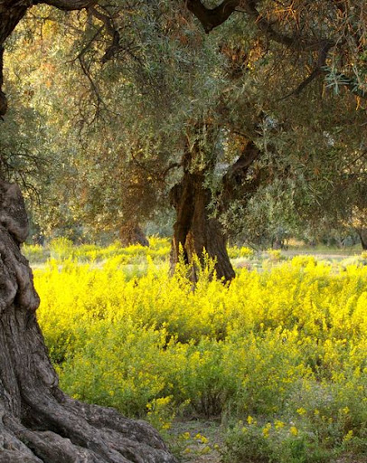Paisaje de la Alpujarra